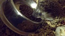 Rainee the hedgehog eating dinner by Skylar's Videos